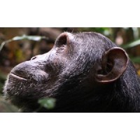 Jane Goodall Institute Global jobs